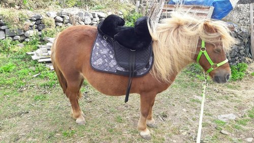 Baumloser Fellsattel Pony
