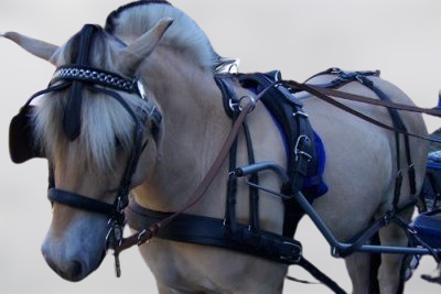 Single horse harness Draft