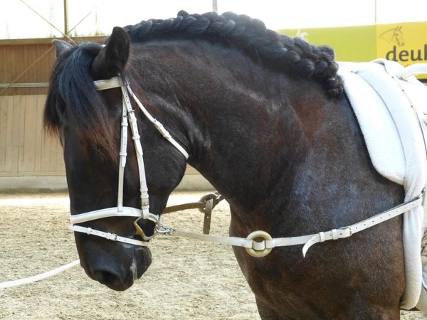 English combined Leather bridle * Snow *