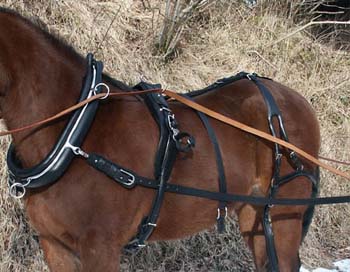 English horse collar single harness with rear harness