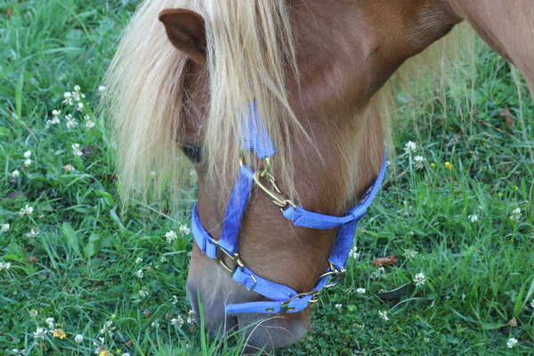 Hamilton Halfter Pony L (Weanling)
