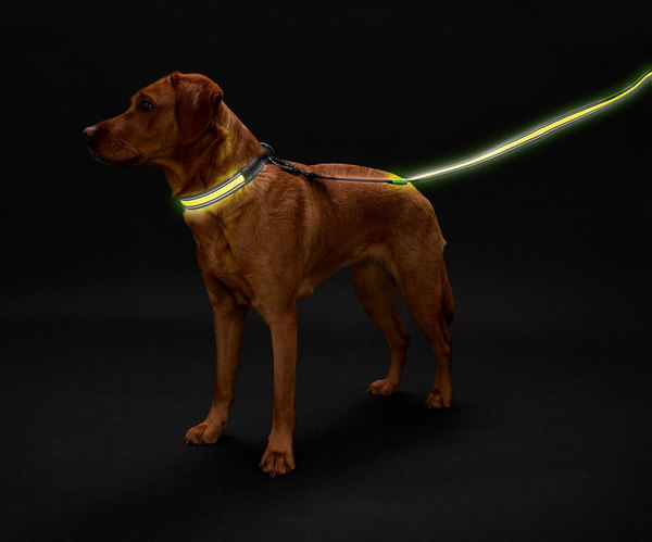 LED Light Dog Collar Manoa Glow