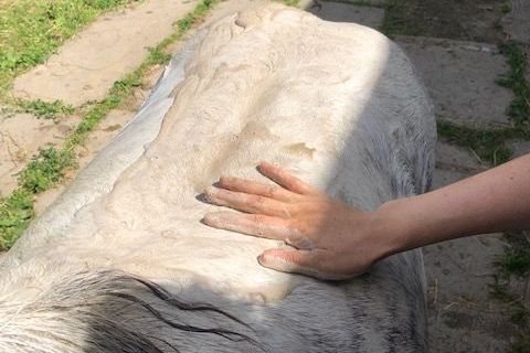 Lili´s # Pony Schaumbad - 100% natürliches Pferdeshampoo