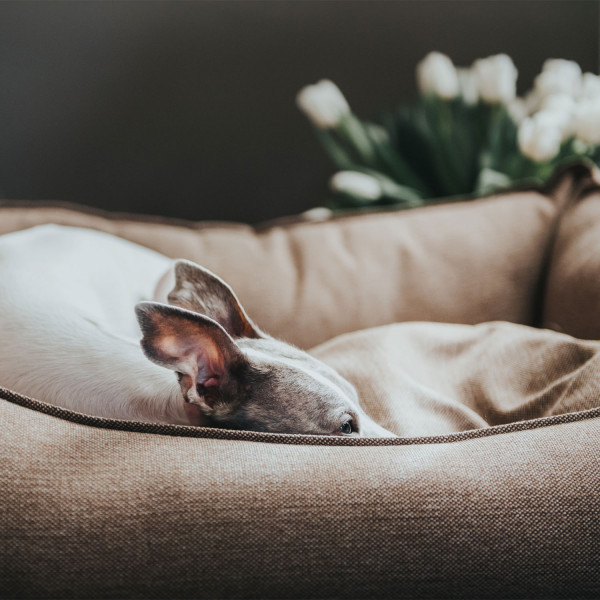 Hunde Serie Livingston Sofa oder Orthopädisches Kissen von Hunter