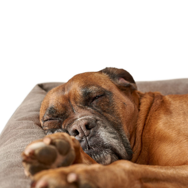 Hunde Schlafplatz Serie Bologna - Sofa und Kissen von Hunter