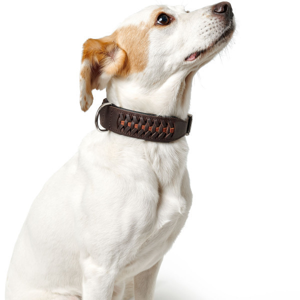 Hunde Halsband Solid Education Exclusive