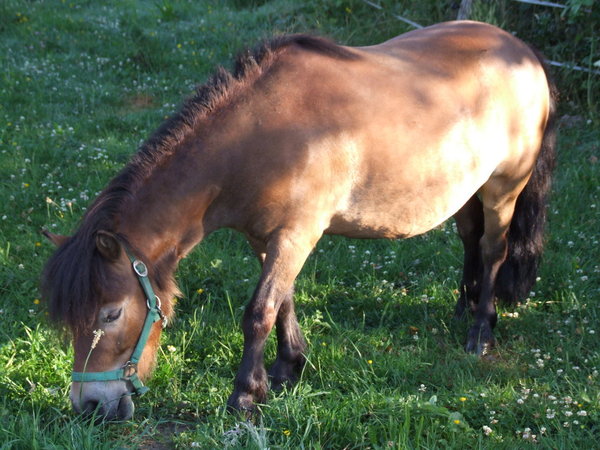 Miniline Nylonhalter Mini Shettys / Foals